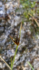 Carex acicularis