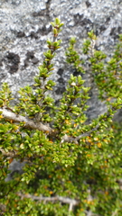 Coprosma fowerakeri