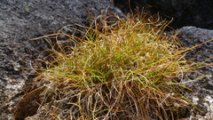 Carex cephalotes