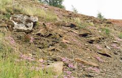 Thymus reverdattoanus