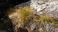 Carex cephalotes