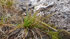 Carex cephalotes