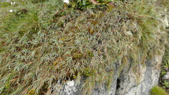 Dracophyllum pubescens