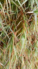 Dracophyllum pubescens