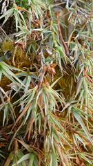 Dracophyllum pubescens