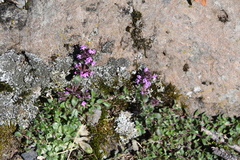 Thymus sergievskajae