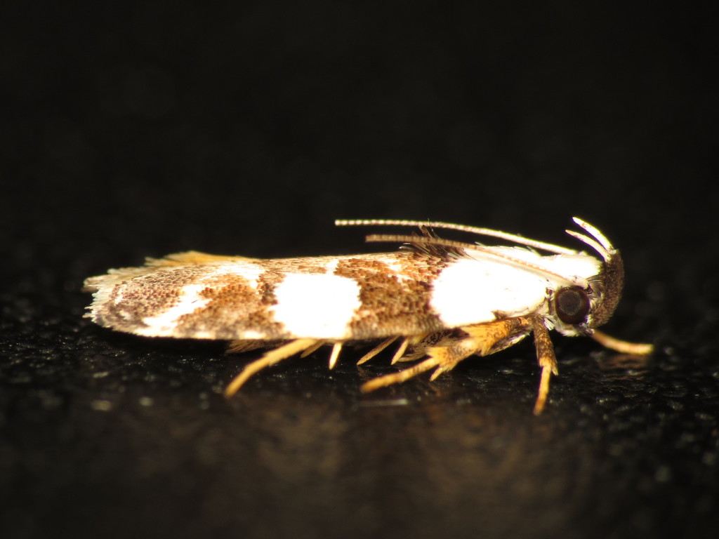 Orthoptila
