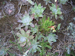 Dudleya greenei
