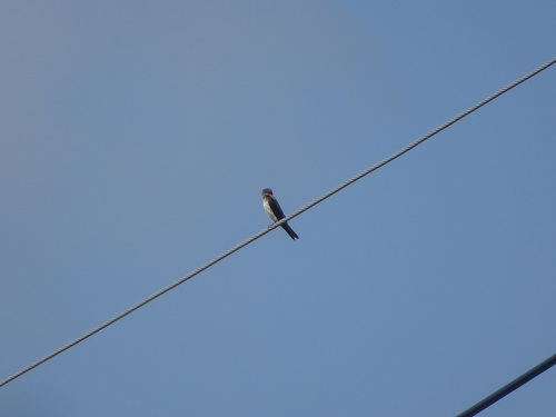 Grey-throated Martin (Riparia chinensis)