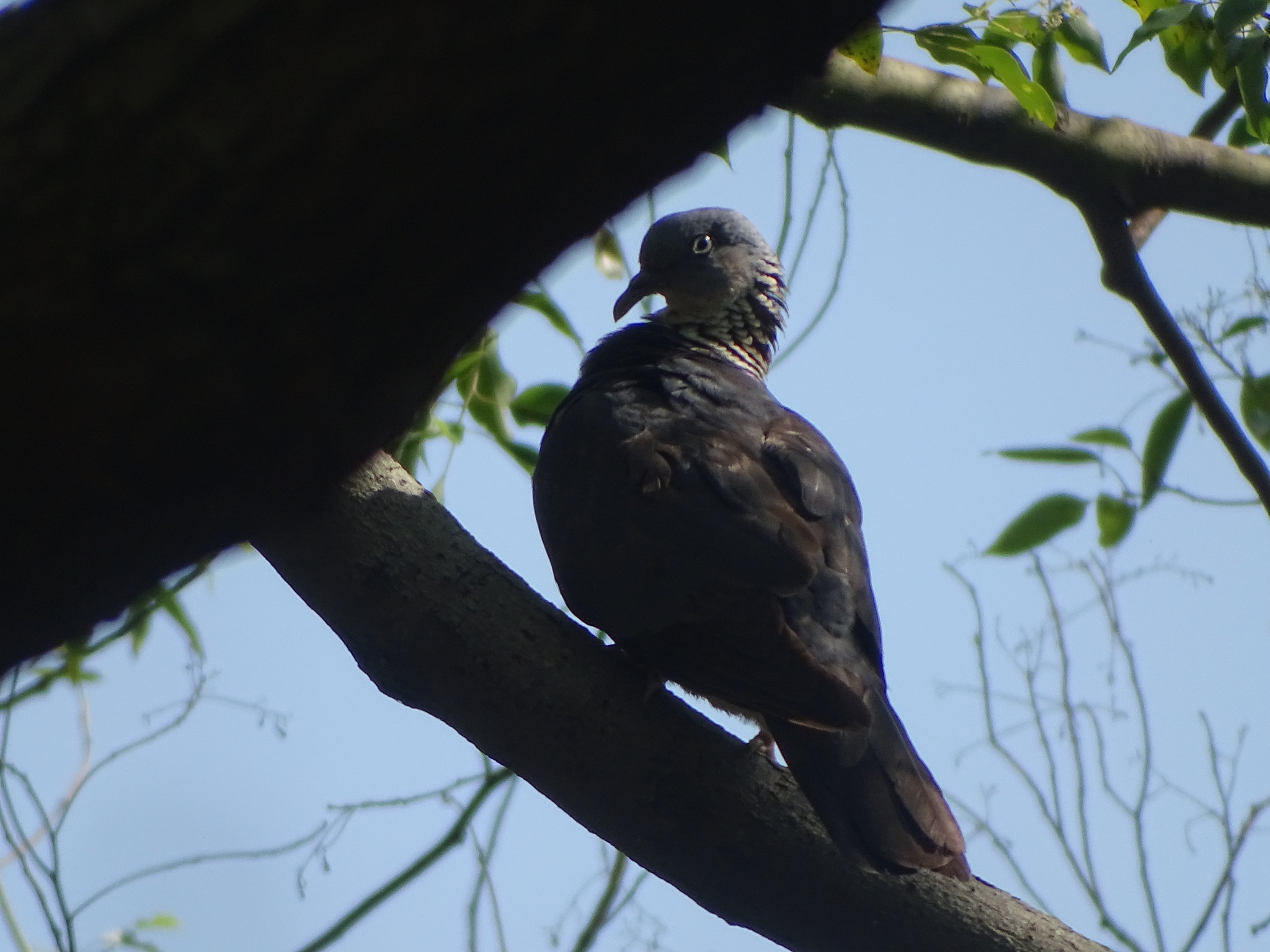 Ashy Wood Pigeon (Columba pulchricollis), photo 8