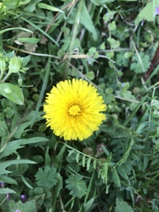 Taraxacum