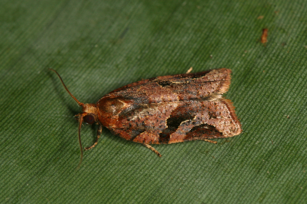 Argyrotaenia dichroaca