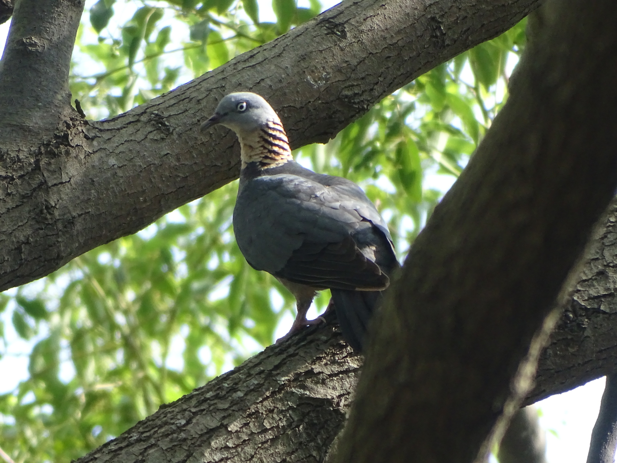 Ashy Wood Pigeon (Columba pulchricollis), photo 9