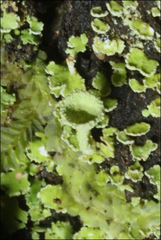 Cladonia humilis