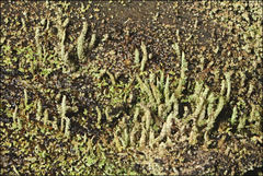 Cladonia rigida