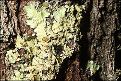 Flavoparmelia rutidota