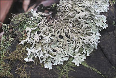 Hypogymnia subphysodes