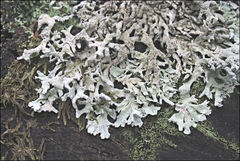 Hypogymnia subphysodes