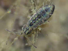 Hydroisotoma schaefferi