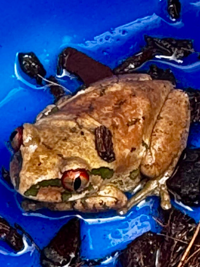 Leptopelis natalensis (Smith, 1849)