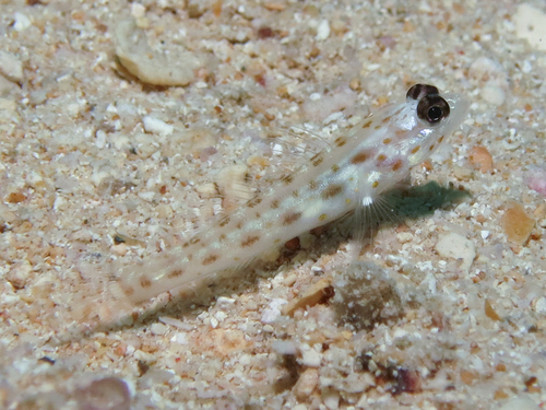 Gold-specked prawn-goby (Ctenogobiops pomastictus) — Gobiidae — 2