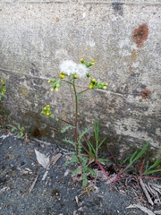 Senecio vulgaris