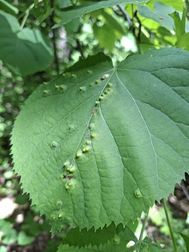 Linden gall midge