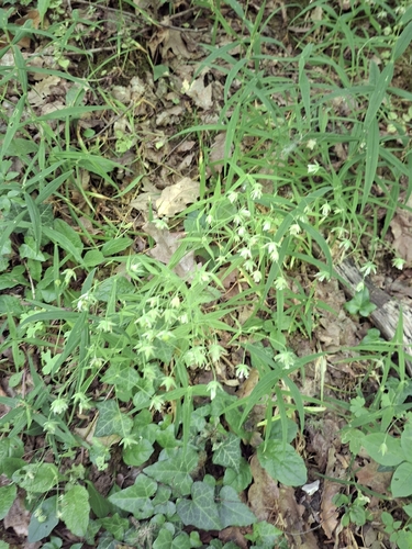 greater stitchwort