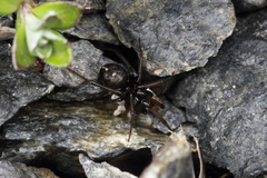 Steatoda truncata