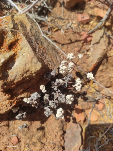 Notholaena californica, 2026-05-15