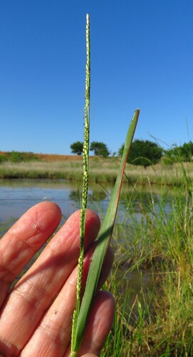 Paspalidium geminatum iNat (1)