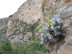 Eriogonum crocatum