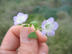 Phacelia insularis insularis