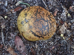 Pisolithus marmoratus