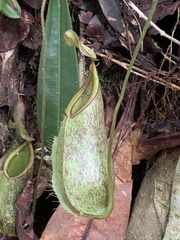 Nepenthes hirsuta