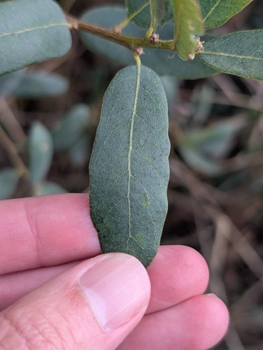 Quercus engelmannii, photograph 2