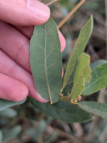 Quercus engelmannii, photograph 3
