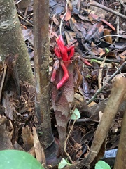 Hornstedtia reticulata