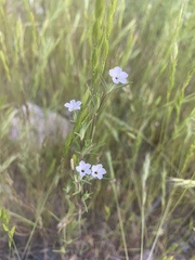 Linanthus maricopensis