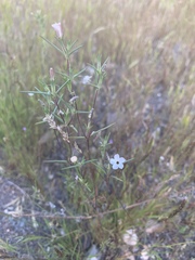 Linanthus maricopensis