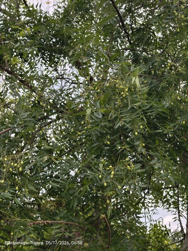Neem