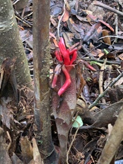 Hornstedtia reticulata