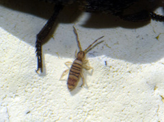Entomobrya nigrocincta