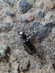 Microlestes minutulus