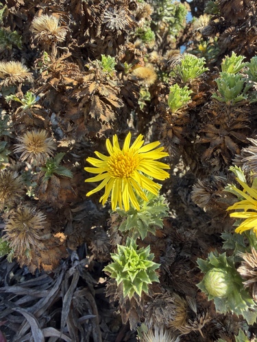 Haplopappus foliosus, photograph 3