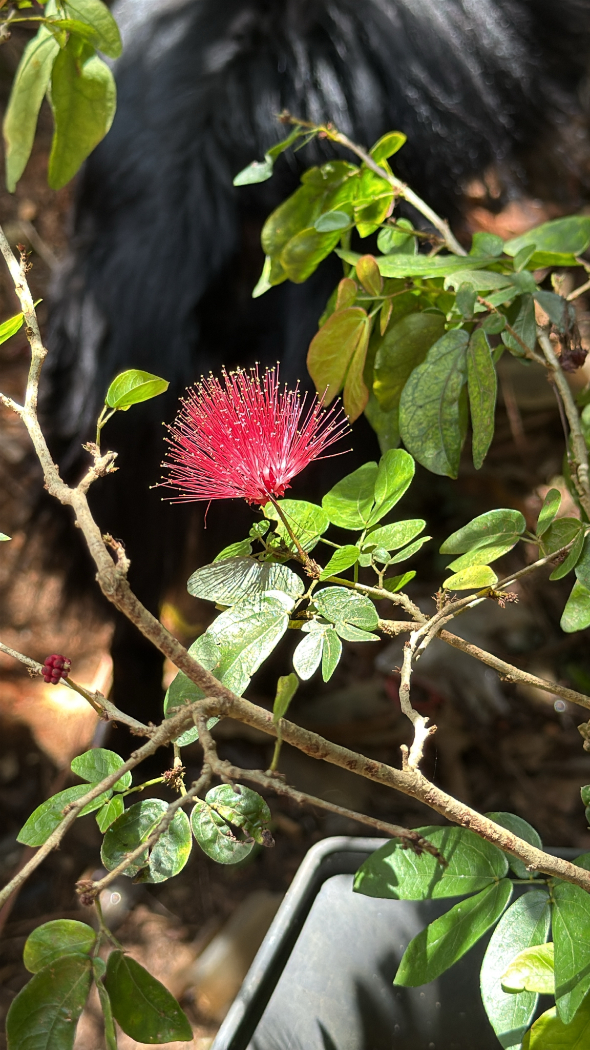 Calliandra tergemina (Calliandra tergemina)