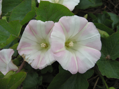 Calystegia macrostegia macrostegia