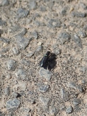 Microlestes minutulus