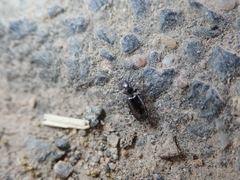 Microlestes minutulus