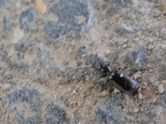 Microlestes minutulus